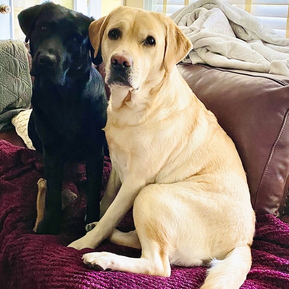 Meet your Posher, Rashell - Picture 3 of 4